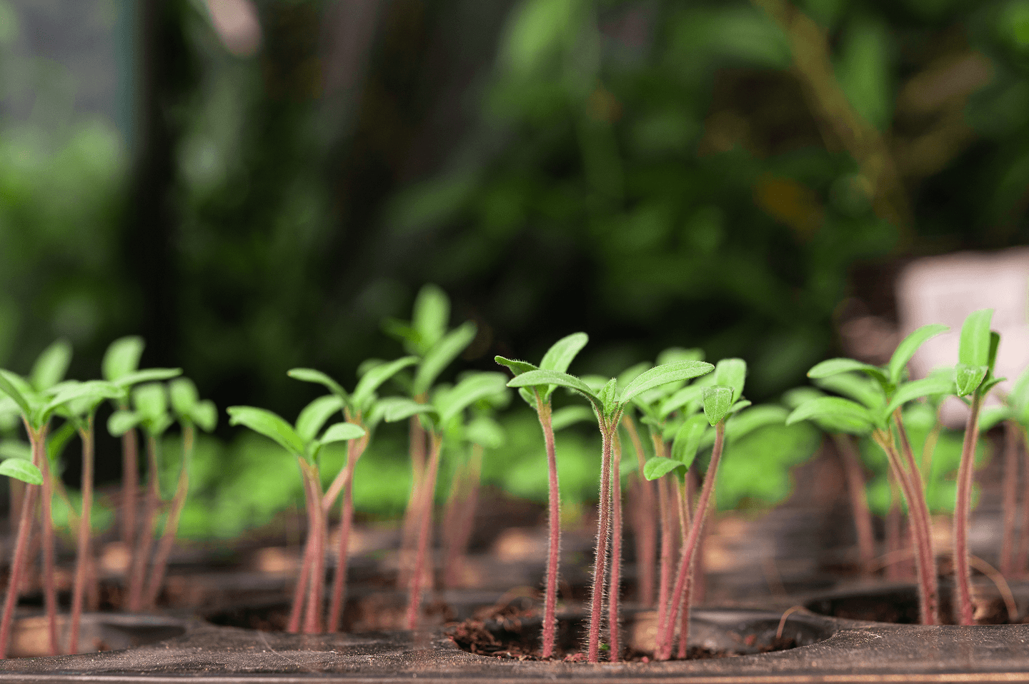 Seedlings planting tray